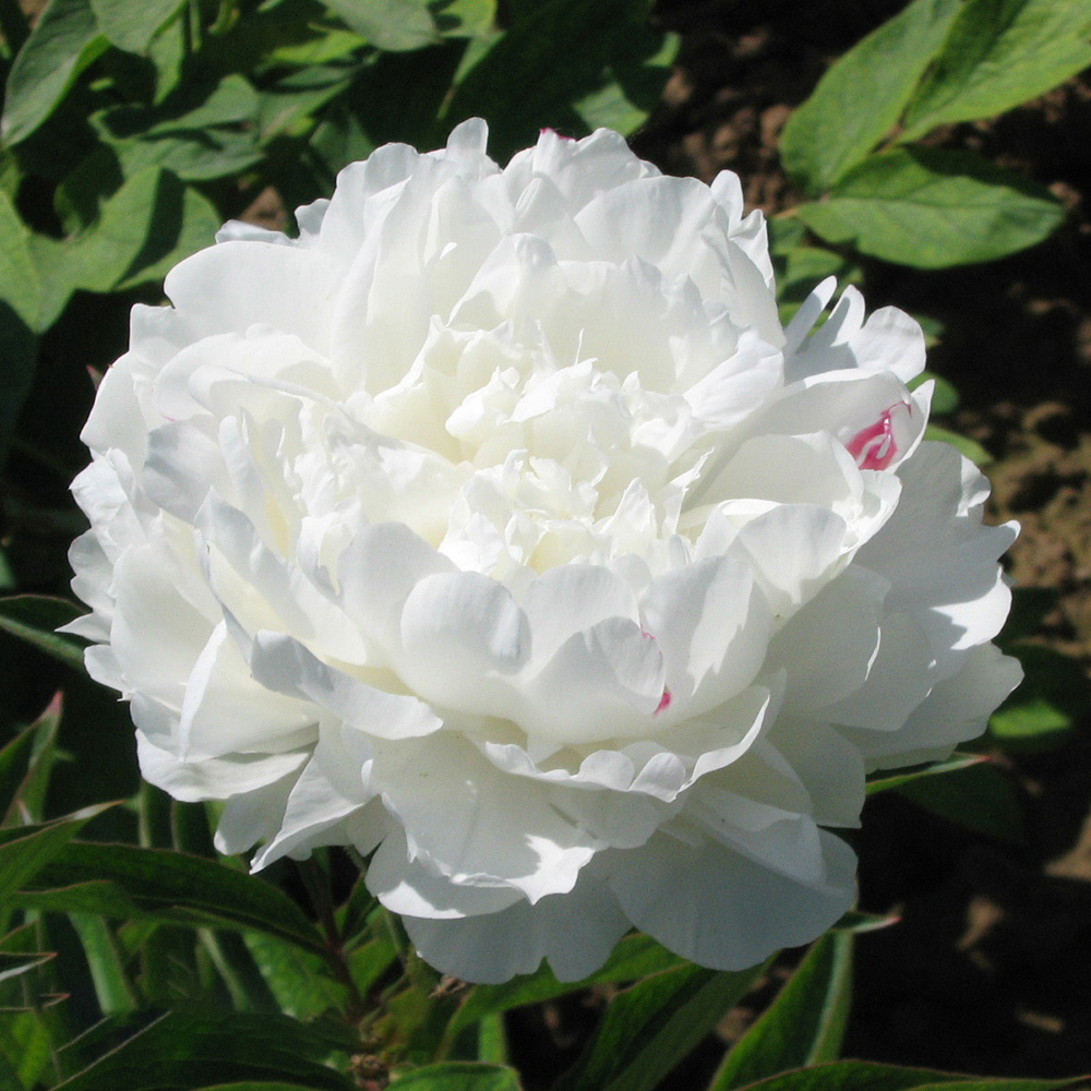 Пион молочноцветковый Сияющая красота 1шт/Paeonia Yang Fei Chu Yu (Ян Фэй Чу Ю)