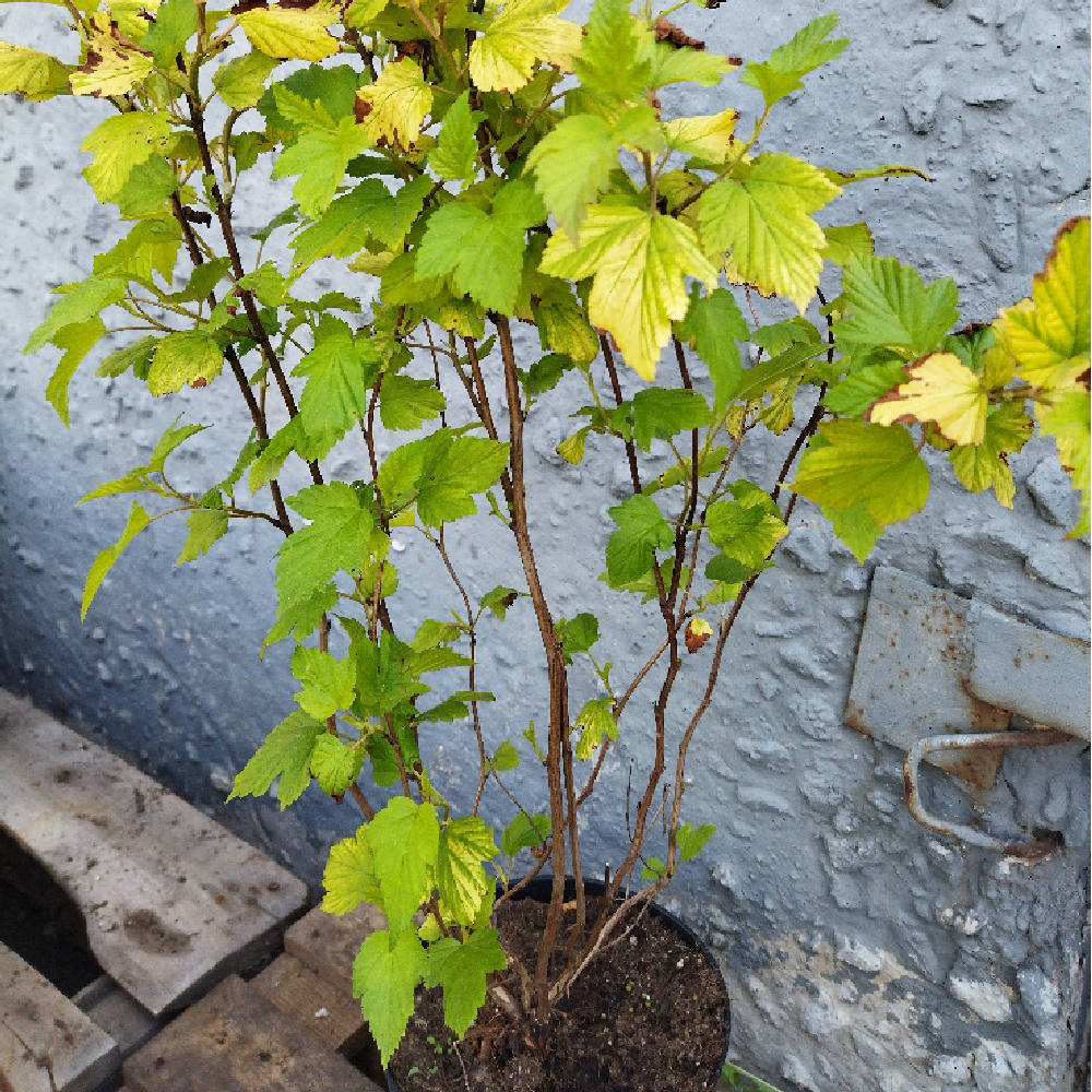 Пузыреплодник калинолистный Ангел Голд Н 40-60 см, в горшке 3 л  1шт