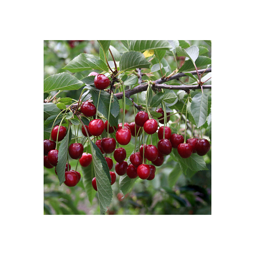 Вишня Тургеневка (подвой клоновый, Измайловский) (в сетке) 1шт.