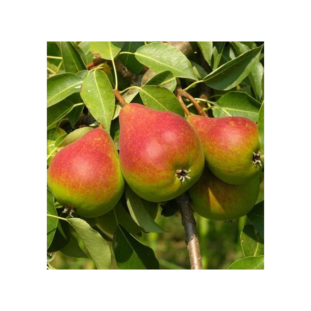 Груша Северянка Краснощекая 1шт