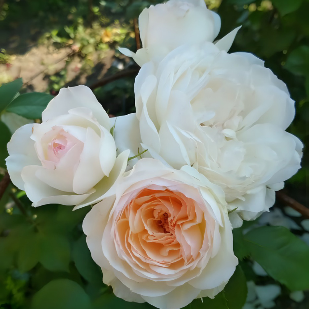 Роза Стефани Баронин цу Гуттенберг флорибунда 1шт /12