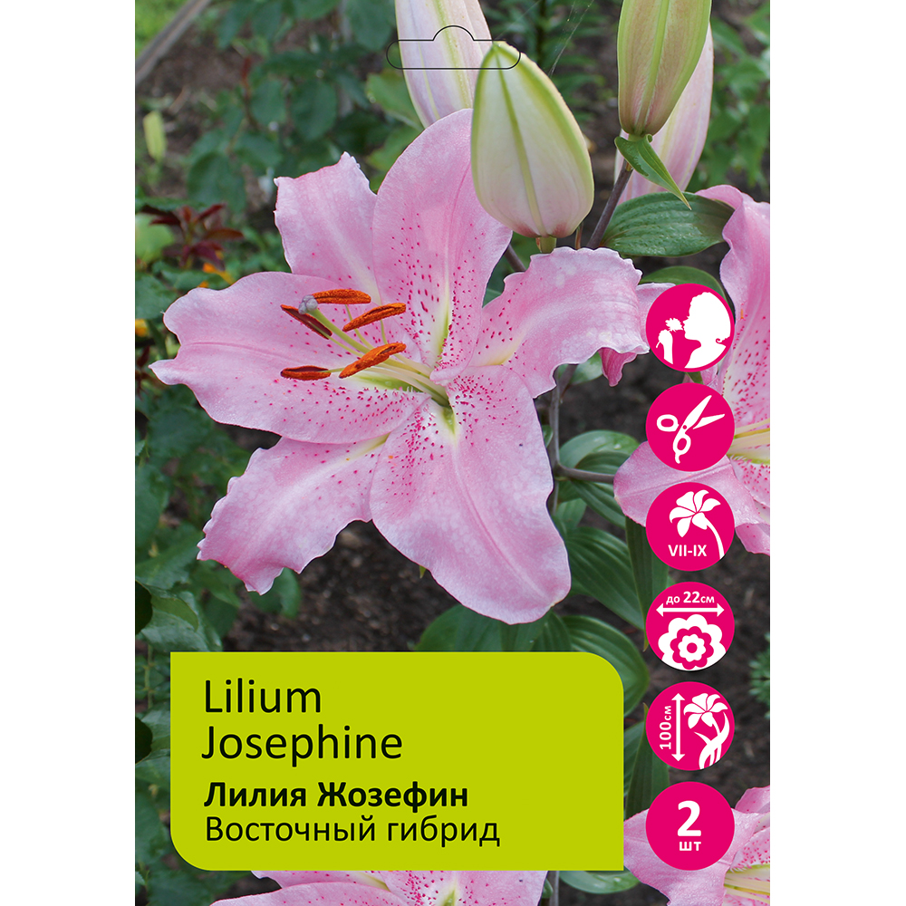 Лилия Жозефин 2шт 14/16/Lilium Josephine