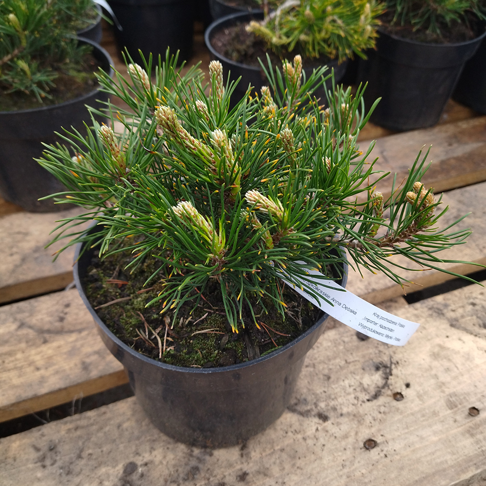 Сосна горная Мугус С2-3 1шт/ Pinus mugo var. Mughus