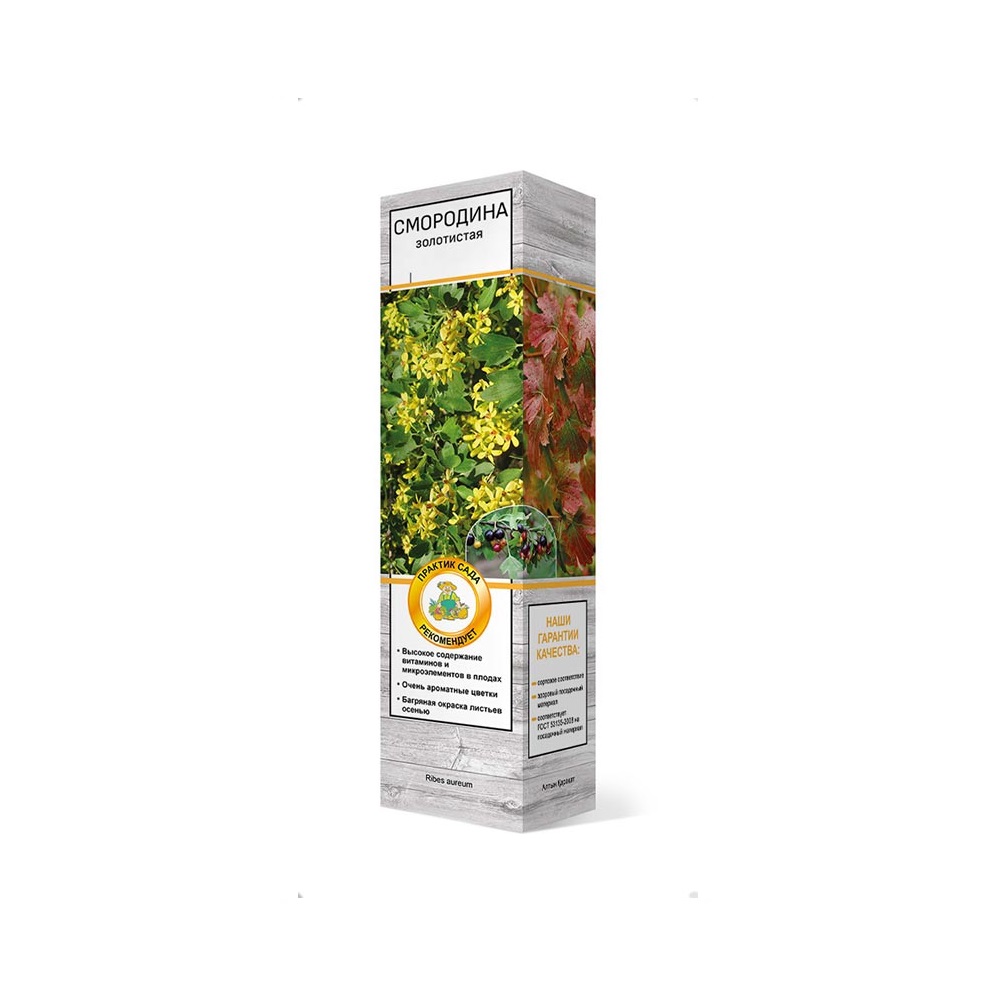 Смородина золотистая Валентина 1шт
