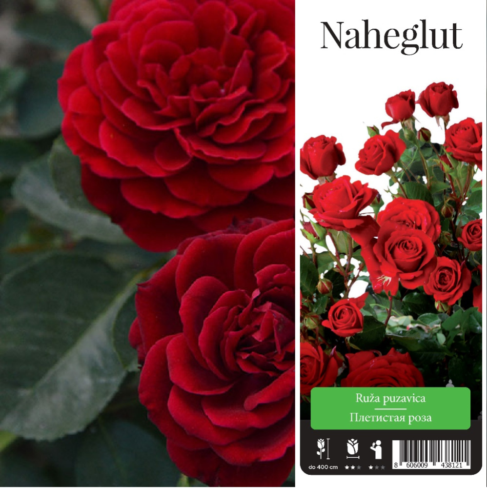 Роза Нахеглут плетистая 1шт./Naheglut/ 20
