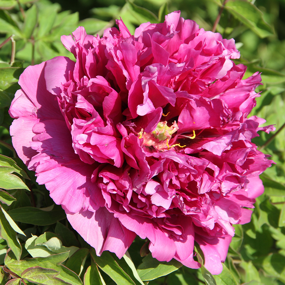 Пион древовидный Пурпурно‑чайный изумруд 1шт/Paeonia Zi Lou Cha Cui (Цзы Лу Ча Цуй)