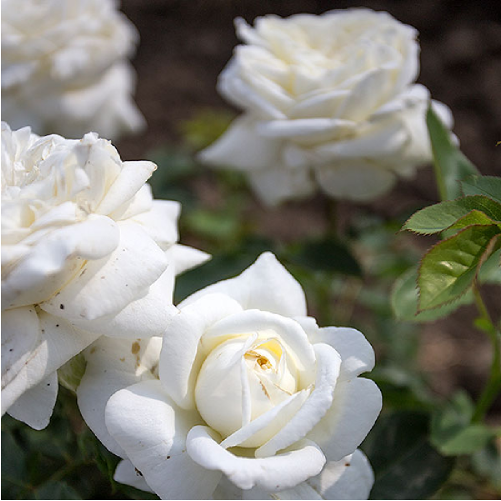 Роза Нина Поулсен почвопокровная 1шт./Nina Poulsen/20