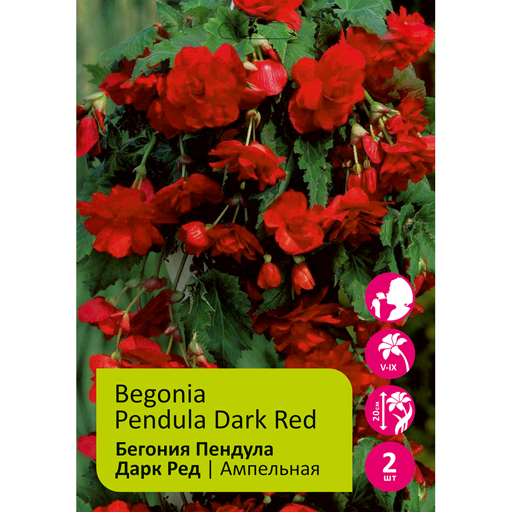 Бегония Пендула Дарк Ред 4/5  2шт /Begonia Pendula Dark Red