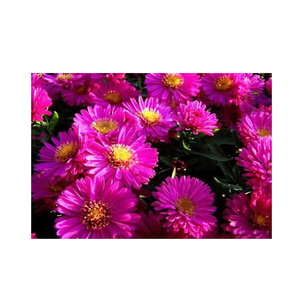 Астра кустарниковая Кассел Р9 1шт /Aster dumosus Kassel