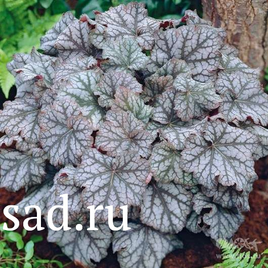 Гейхера гибридная Ворлд Кафе Эспрессо Р13 1шт/Heuchera World Caffe Espresso