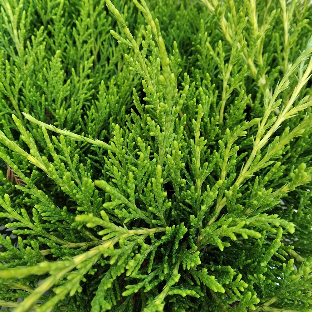 Можжевельник Пфитцера Олд Голд  С3 (высота 25-30см) 1шт/Juniperus pfitzeriana Old Gold