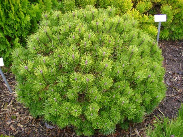 Сосна горная Мугус С5 1шт/Pinus mugo var. Mughus