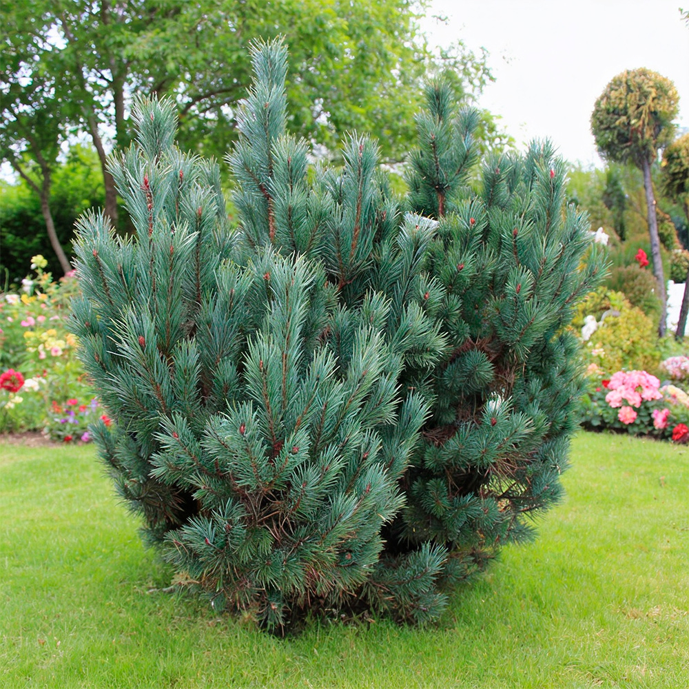 Сосна обыкновенная Аргента С3 (20-30) 1шт/Pinus sylvestris Argentea