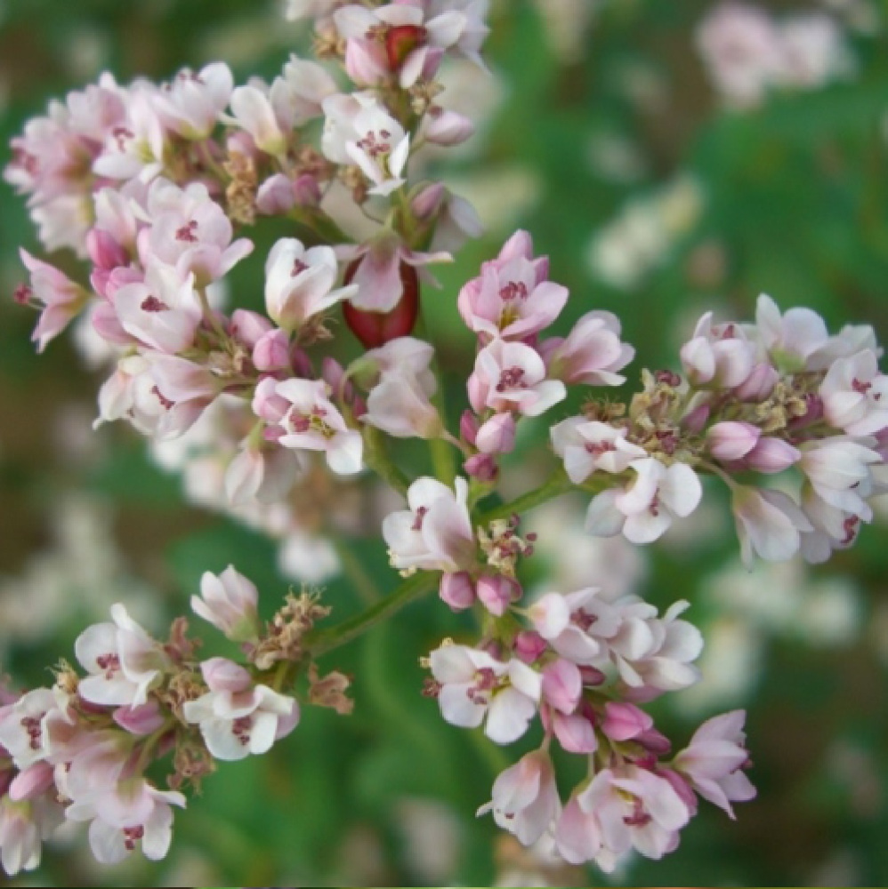 Гречиха 0,3кг/50