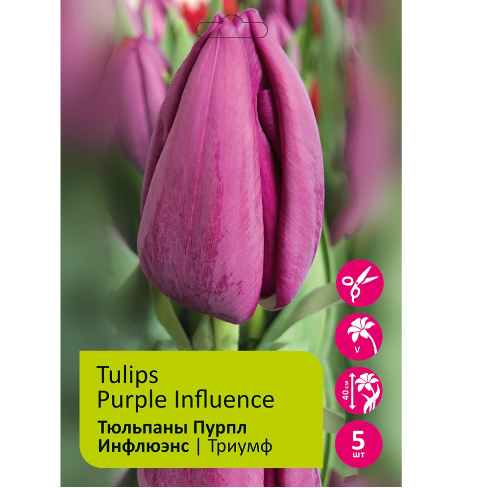 Тюльпаны Пурпл Инфлюэнс 5шт 12/+/Tulips Purple Influence
