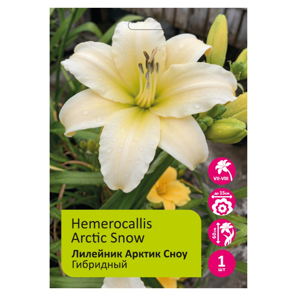 Лилейник Арктик Сноу 1шт /Hemerocallis Artic Snow