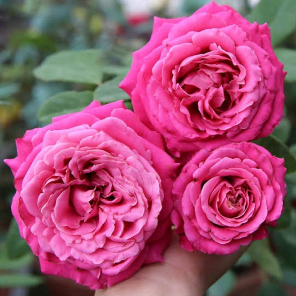 Роза Олл фо Лав чайно-гибридная 1шт /12