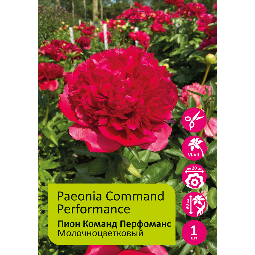 Пион молочноцветковый Команд Перфоманс 1шт 2/3/Command Performance(Yu qian biao yan /Юй Цянь Бяо Янь)