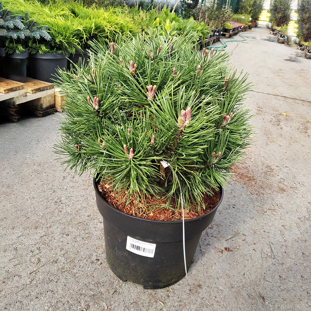 Сосна горная Шервуд Компакт С10 (высота 30-40см) 1шт/Pinus mugo Sherwood Compact