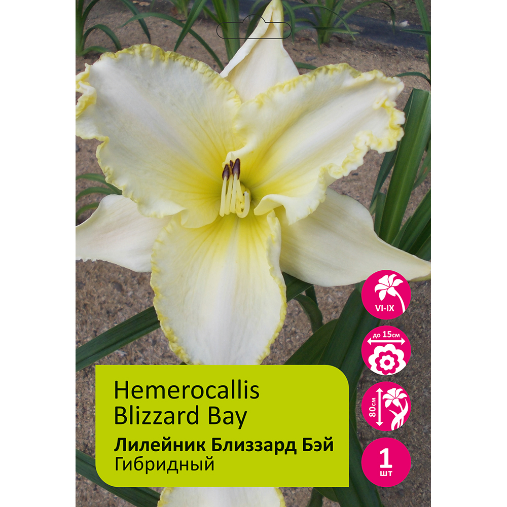 Лилейник Близзард Бэй 1шт /Hemerocallis Blizzard Bay