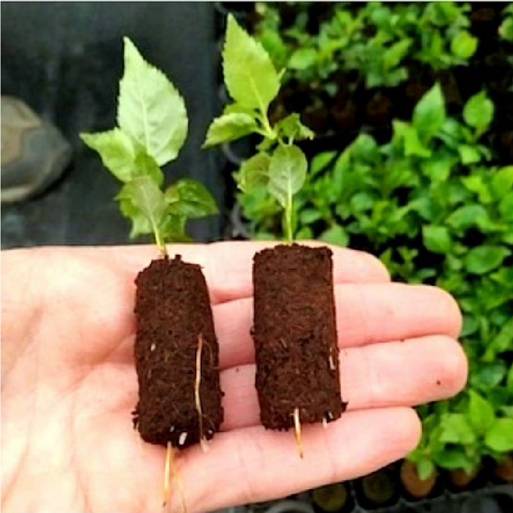 Вегетационные пробки Preforma Jiffy 20/40мм отверстием /2140