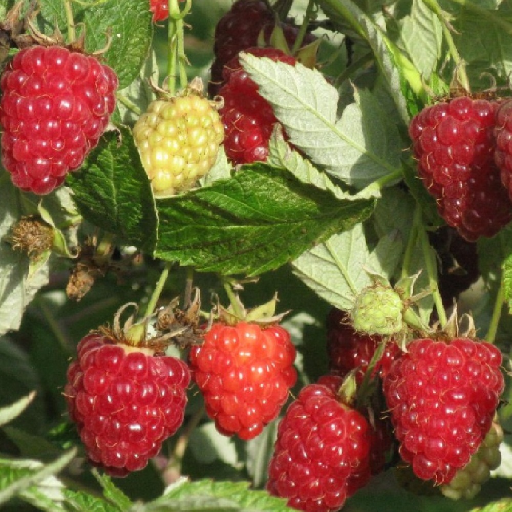 Малина Гордость России 1шт.