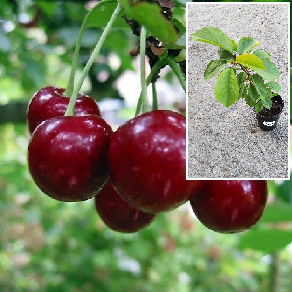 Вишня Чудо-вишня (дюк) в горшке 2л/ 1шт 