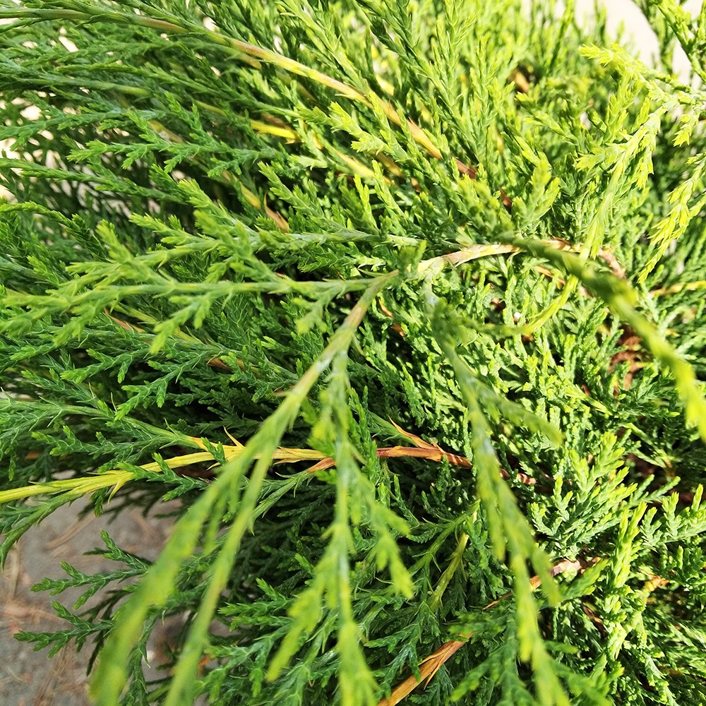 Микробиота перекрестнопарная С5 (высота 40-50см) 1шт/Microbiota decussata