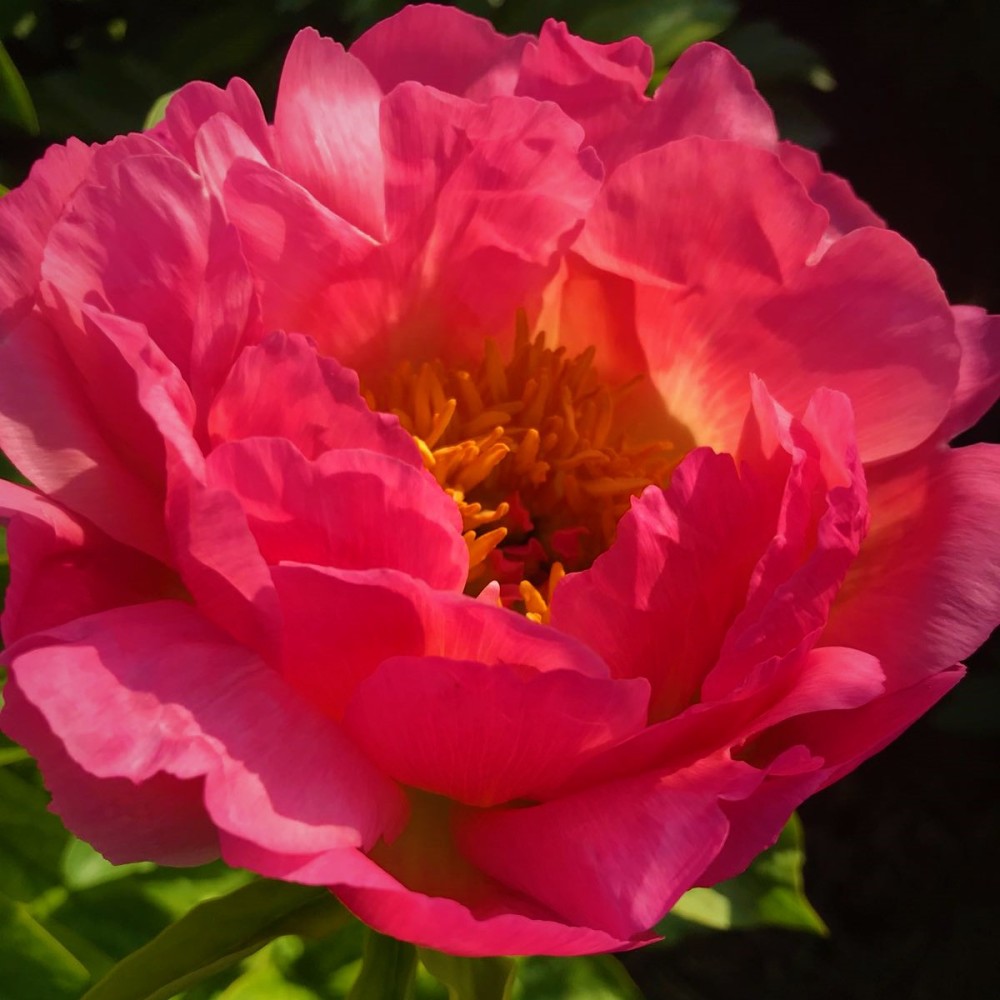 Пион молочноцветковый Корал Сансет 1шт 2/3/ Coral Sunset (Shan hu luo ri/Шань Ху Ло Ри)