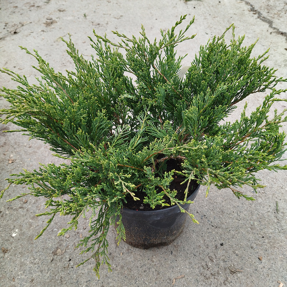 Можжевельник горизонтальный Андора Компакта С5 1шт /Andora Compacta