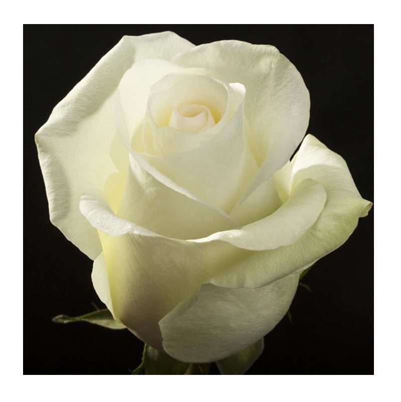 Роза Доломит Чайно-гибридная 1шт /Dolomite/20