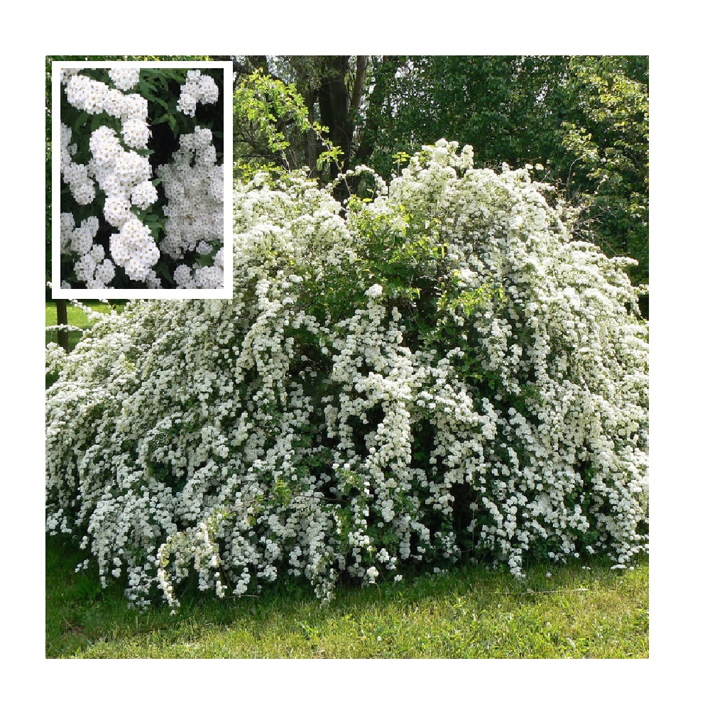 Спирея Вангутта в горшке 3 л, 1шт.