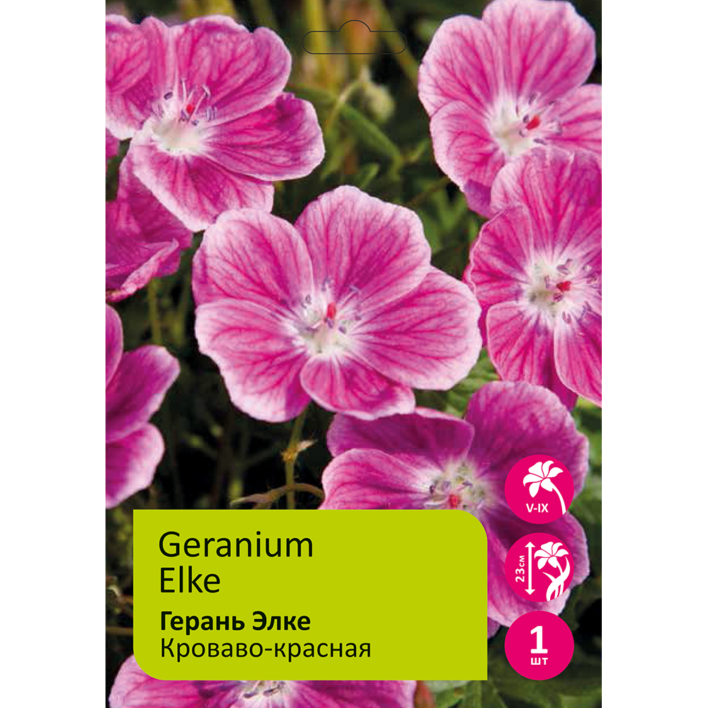 Герань Элке 1шт кроваво-красная / Geranium Elke