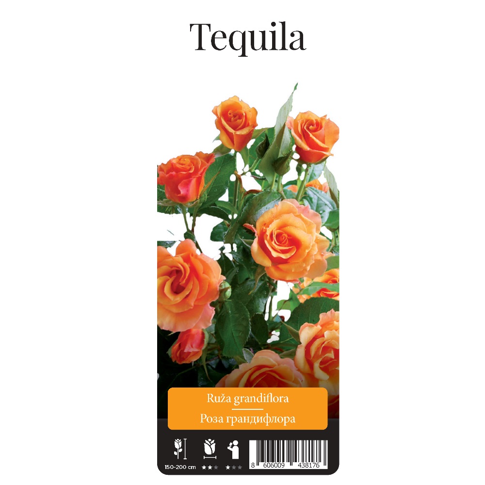Роза Текила грандифлора 1шт /Tequila  /20