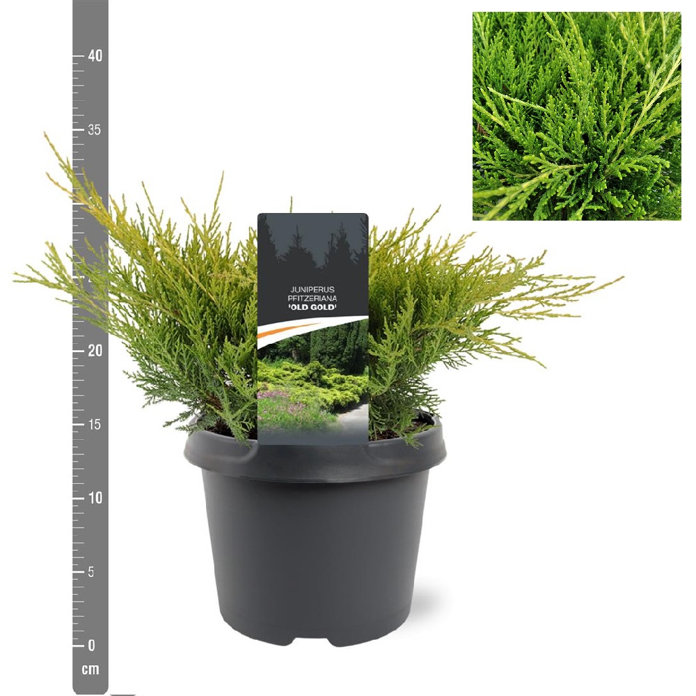 Можжевельник Пфитцера Олд Голд  С3 (высота 25-30см) 1шт/Juniperus pfitzeriana Old Gold