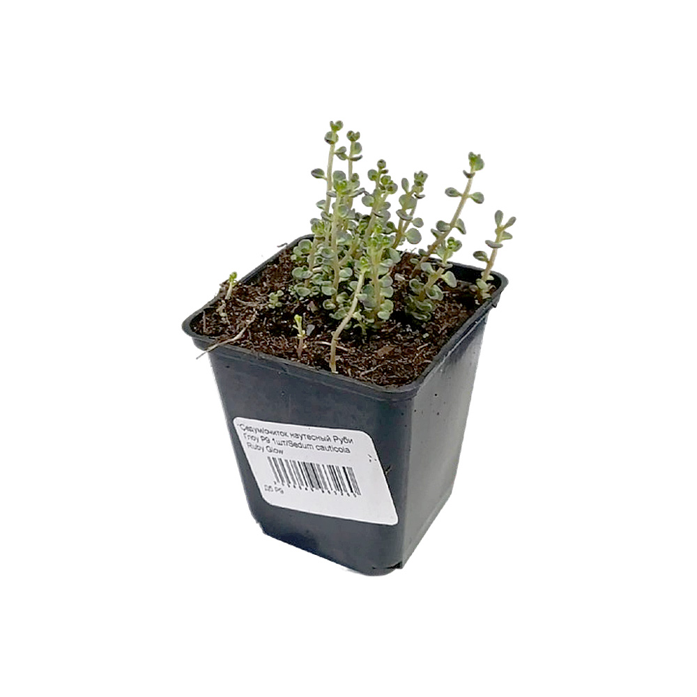 Седум/очиток наутесный Руби Глоу Р9 1шт/Sedum cauticola Ruby Glow