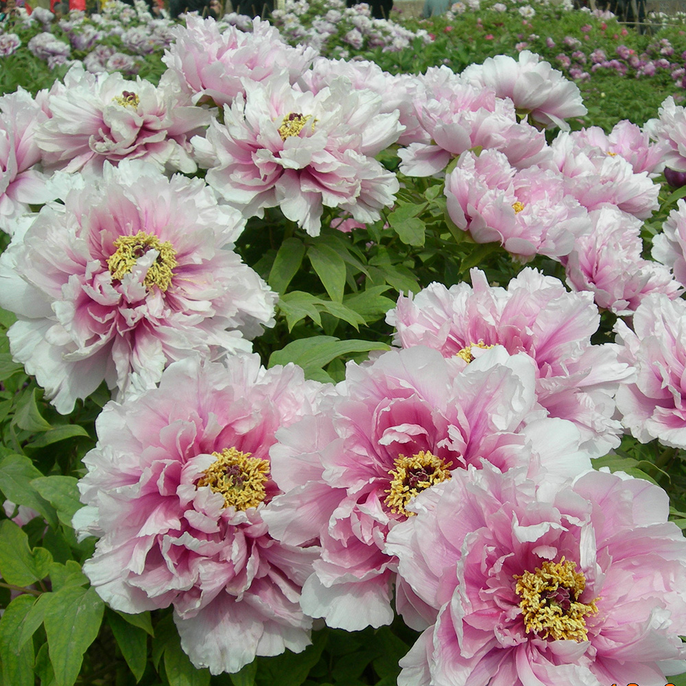 Пион древовидный Пейзажи ста парков 1шт/Paeonia Bai Yuan Sheng Jing Баи Юань Шэн Цзин)