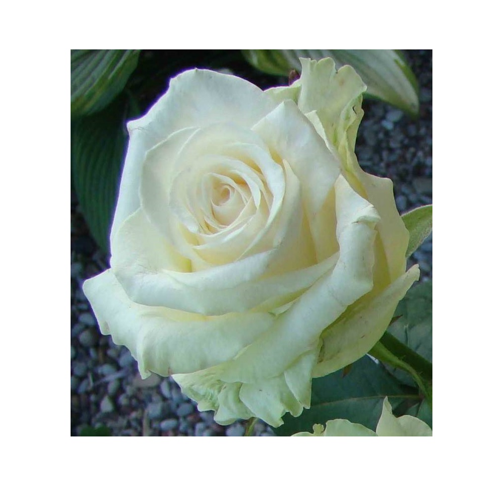 Роза Доломит Чайно-гибридная 1шт /Dolomite/20