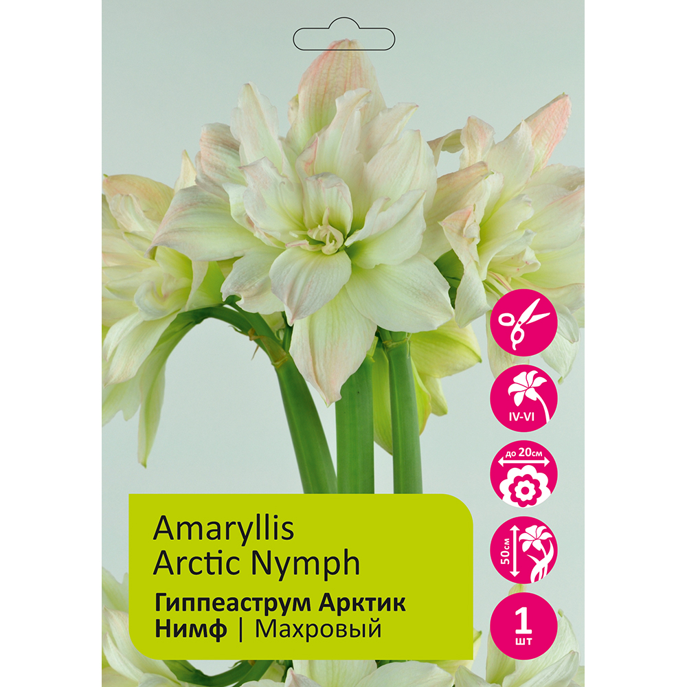 Гиппеаструм/Амариллис Арктик Нимф 1шт 24/26/Amaryllis Arctic Nymph