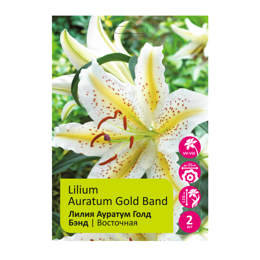 Лилия Ауратум Голд Бэнд 2шт 14/16 /Lilium Auratum Gold Band