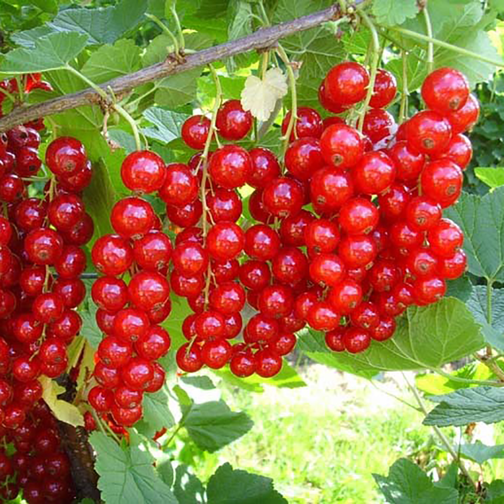 Смородина красная Ненаглядная 1шт