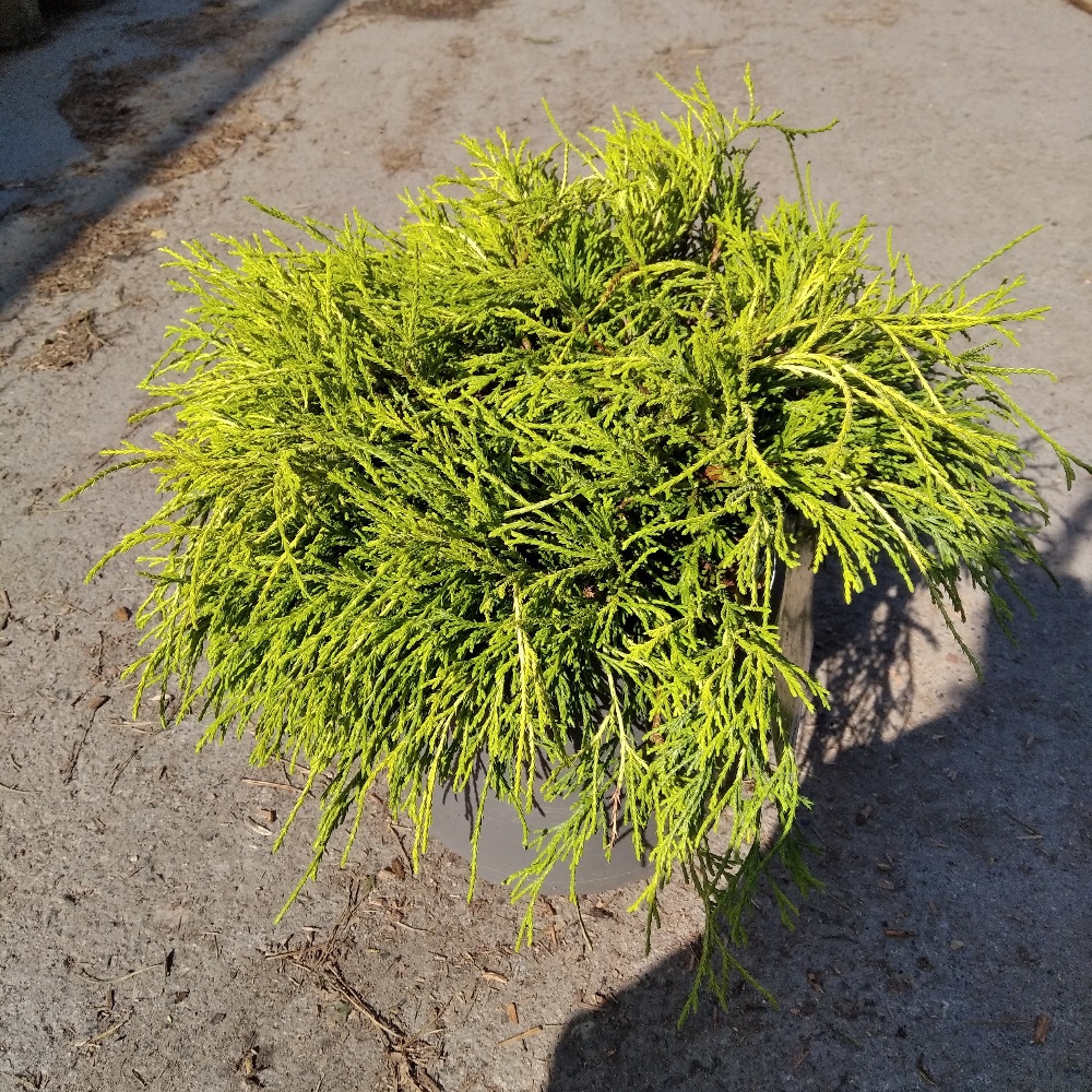 Кипарисовик горохоплодный СанГолд С7,5 1шт / Chamaecyparis pisifera Sungold
