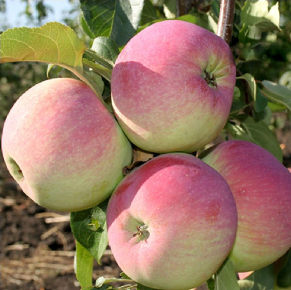 Яблоня Свежесть 2-х лет/подвой 54-118 полукарл/С С5-7,5 1шт