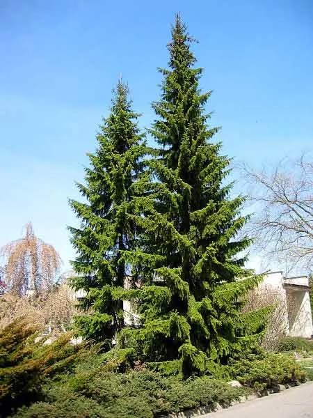 Ель сербская  С46 160-180 1шт/Picea omorika 