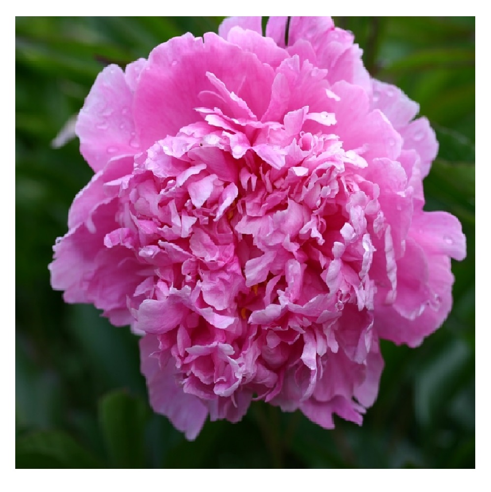 Пион молочноцветковый Александр Флеминг 1шт 2/3 / Alexander Fleming (Fuo lai ming /Фуо Лай Минг)