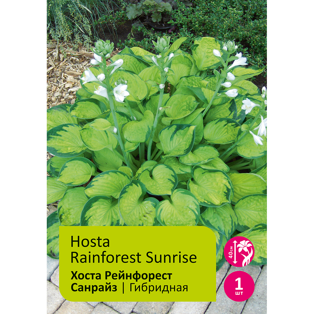 Хоста Рейнфорест Санрайз 1шт/Hosta Rainforest Sunrise