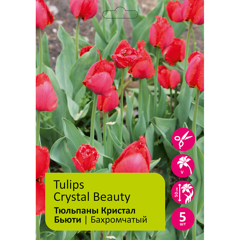 Тюльпаны Кристал Бьюти 5шт Бахромчатый 12/+ /Tulip Crystal Beauty 