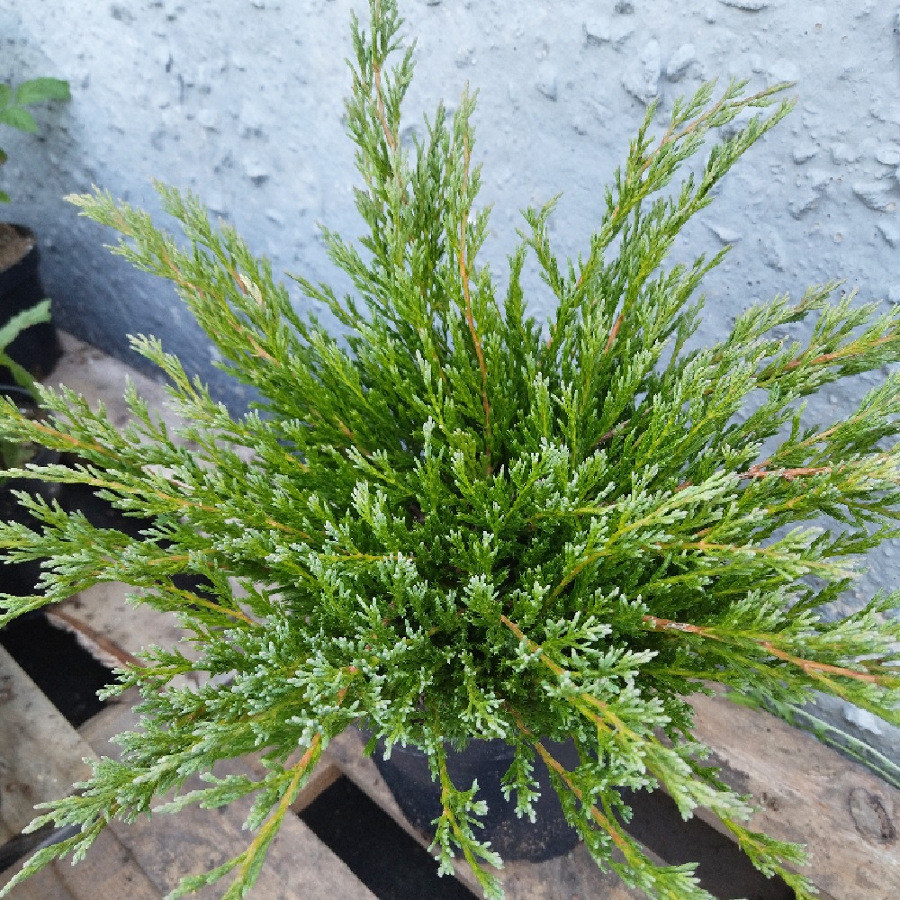 Можжевельник горизонтальный Андора Компакта в горшке 5 л  1 шт