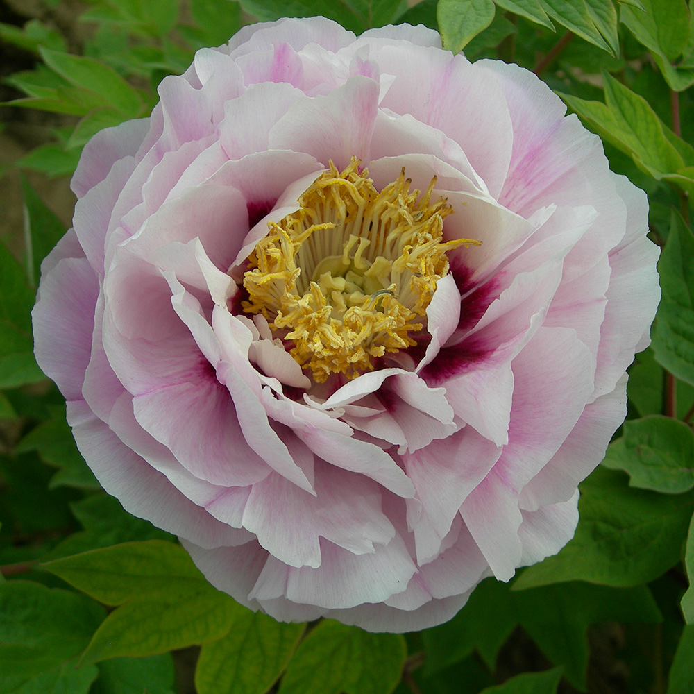 Пион древовидный Цветная хризантема 1шт/Paeonia Cai ju (Цхай Цзю) Японская селекция