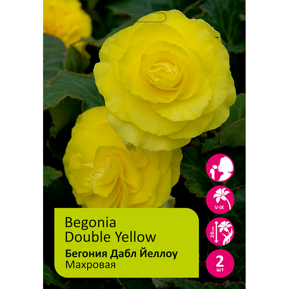 Бегония Дабл Йеллоу 4/5 2шт /Begonia Double Yellow 